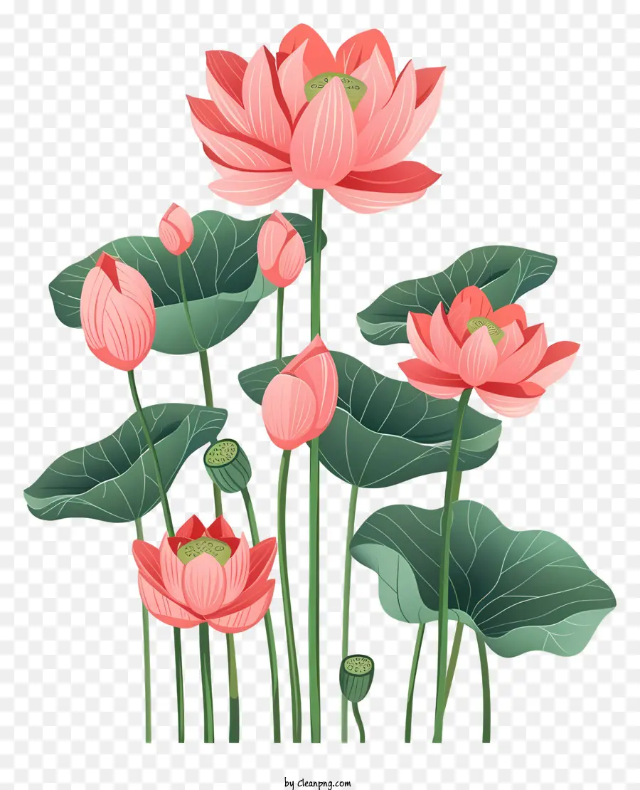 Las Flores De Loto，Flores De Color Rosa PNG