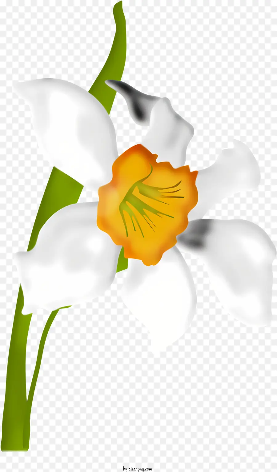 Flores，Flor Blanca PNG