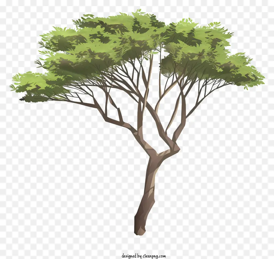 Árbol De Acacia 3d，árbol Alto PNG