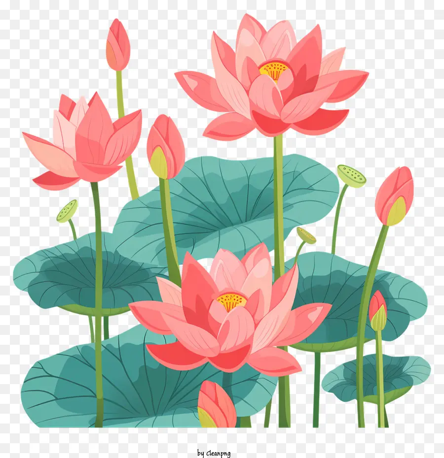 Las Flores De Loto，Loto De Color Rosa PNG