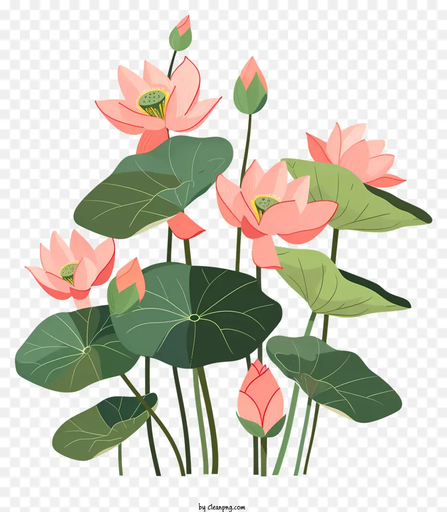 Las Flores De Loto，Liros De Agua Rosa PNG