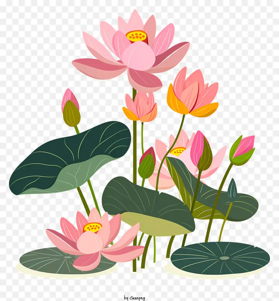 Las Flores De Loto，Rosa PNG