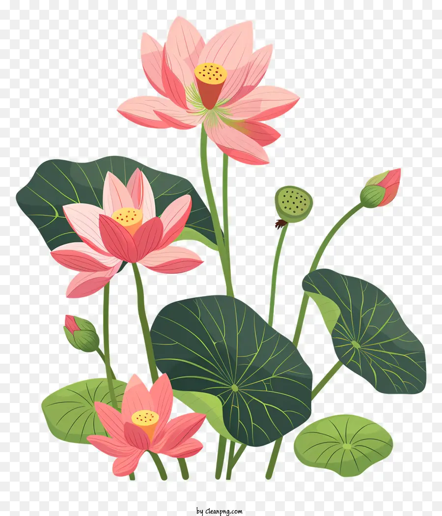 Flores De Loto，Agua PNG