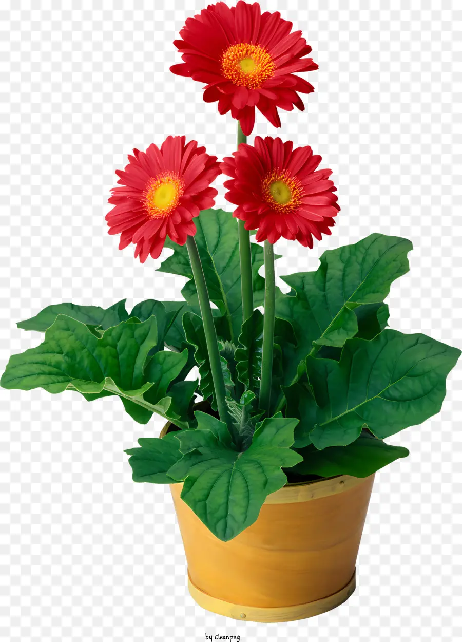 Blumen，Flor PNG