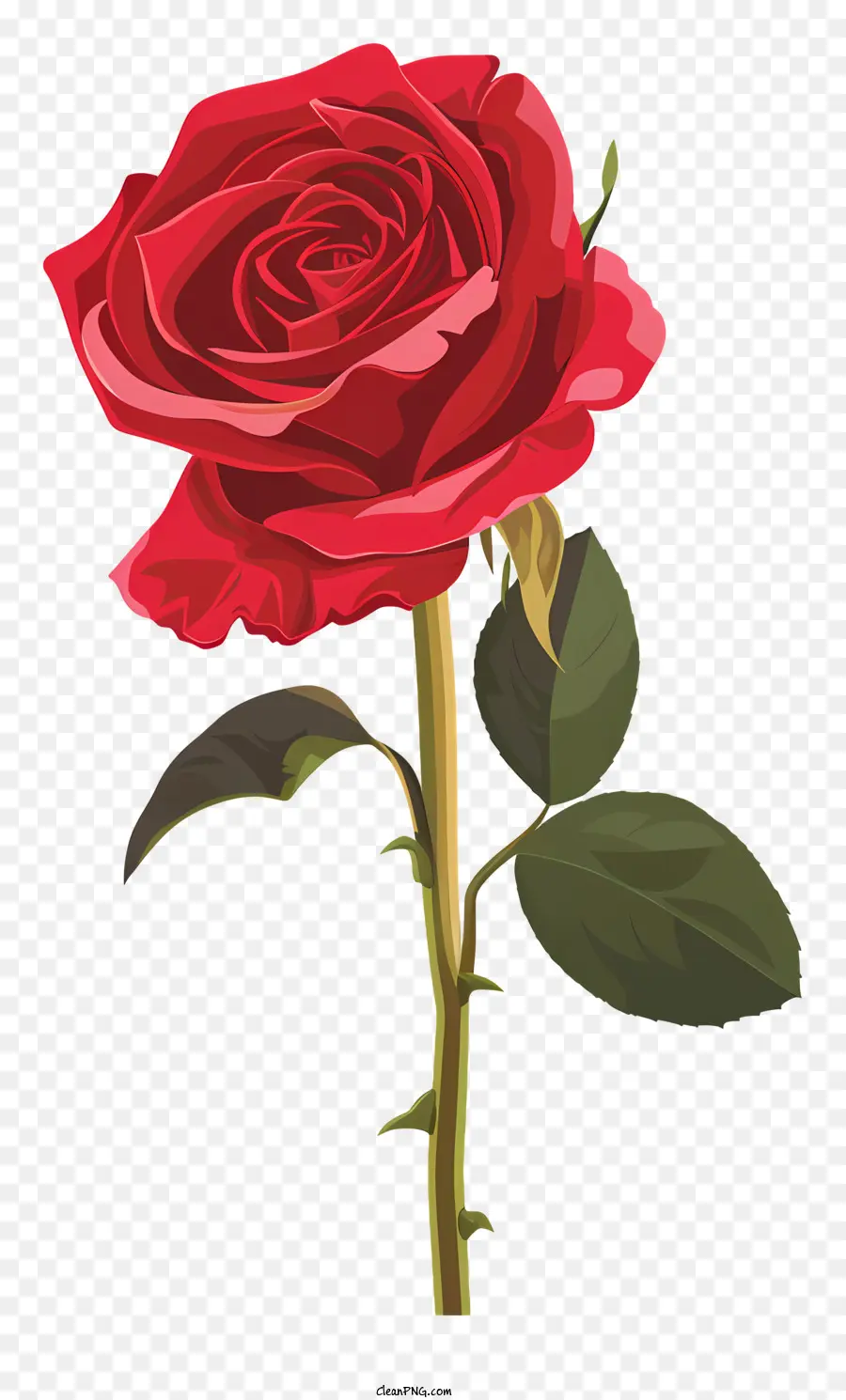 Rosa Roja Sola，Rosa Roja PNG