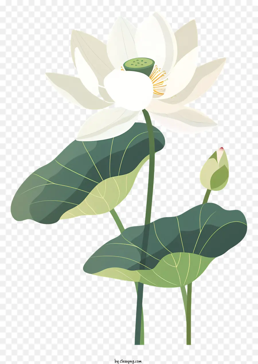 Loto Blanco，Flor PNG