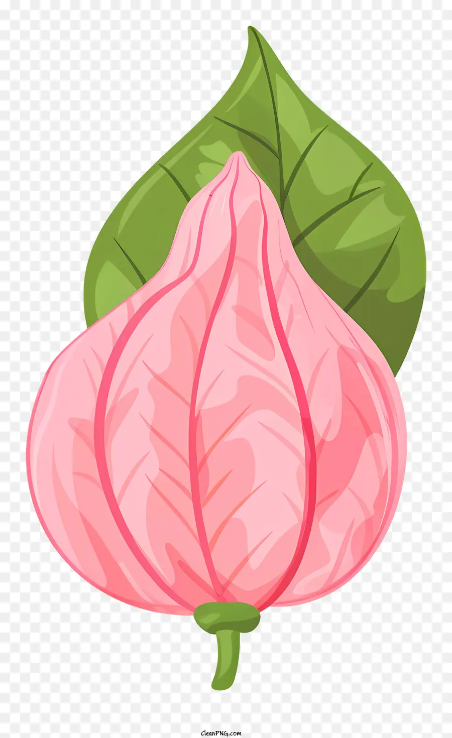 Planta，Fruta Rosa Con Hojas PNG