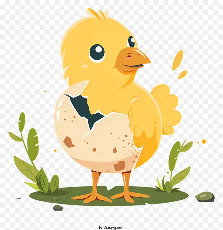 Pollito，Pollo PNG