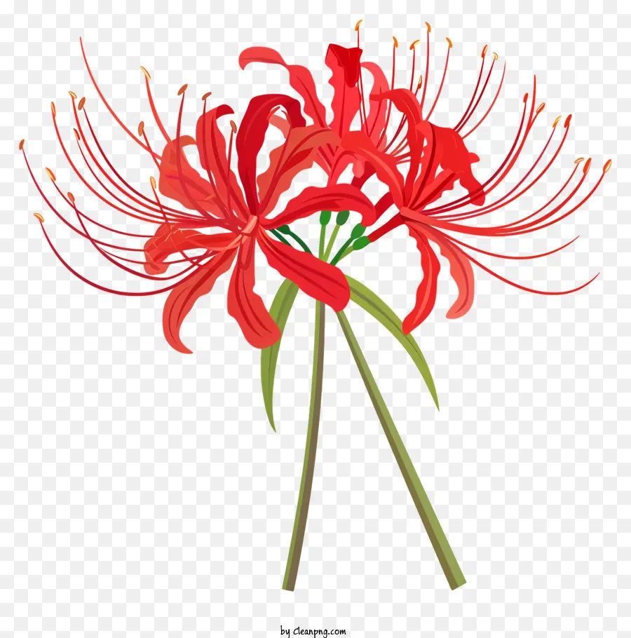 Araña Roja Lily，Crisantemo PNG