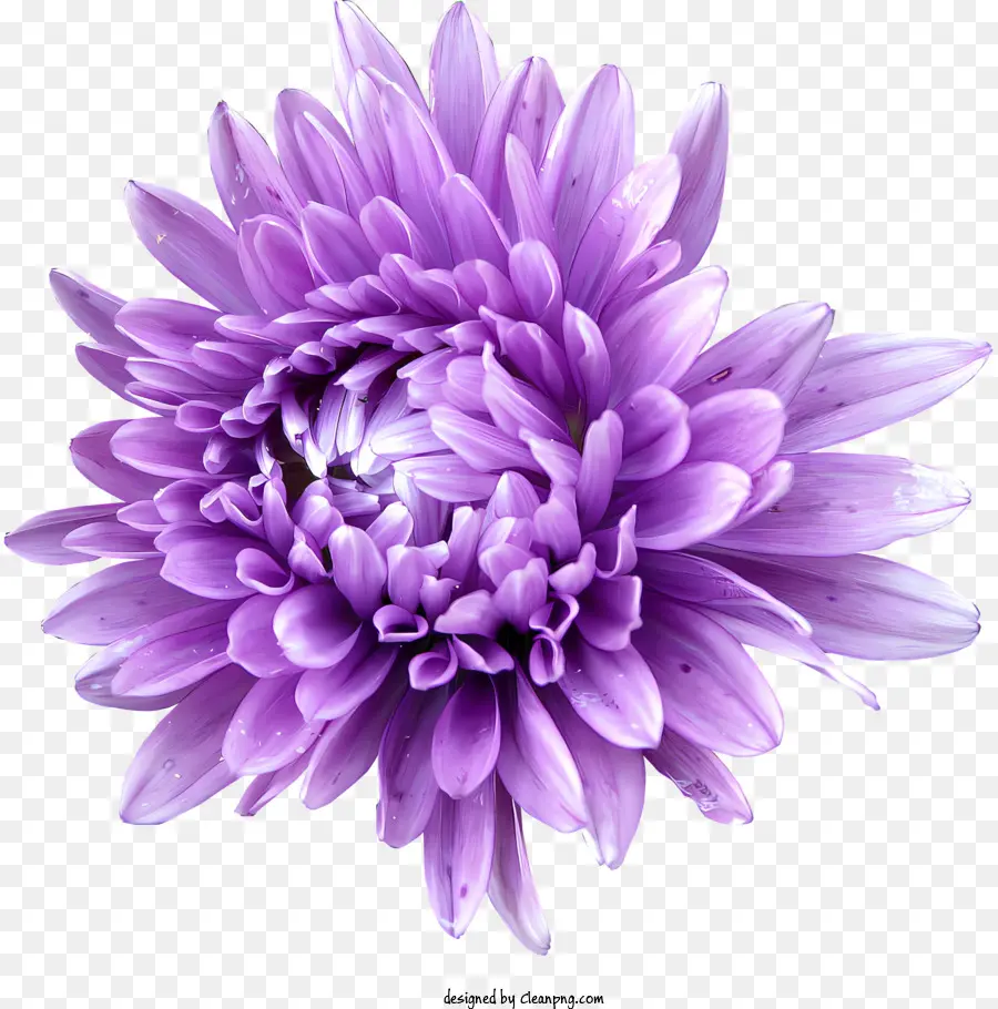 Flores，Crisantemo PNG