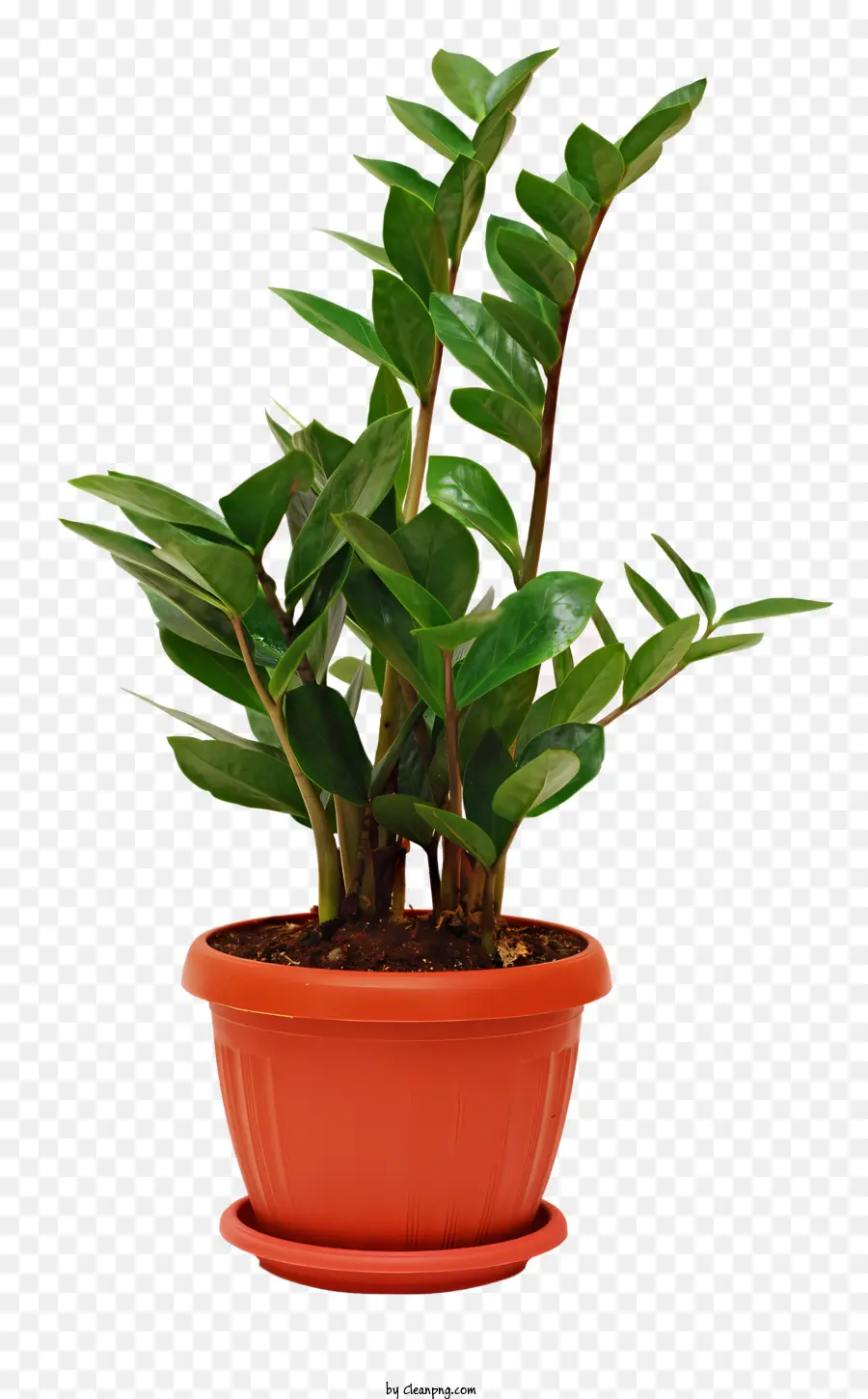 Plantas En Macetas，Planta En Maceta PNG