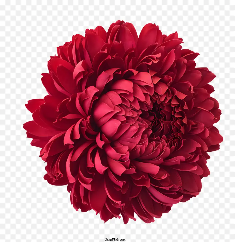 Flores，Crisantemo PNG