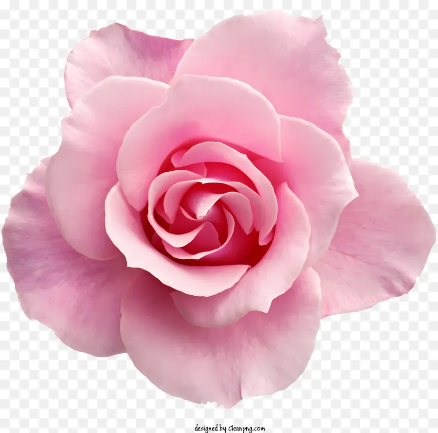 Flores，Rosa Rosa PNG