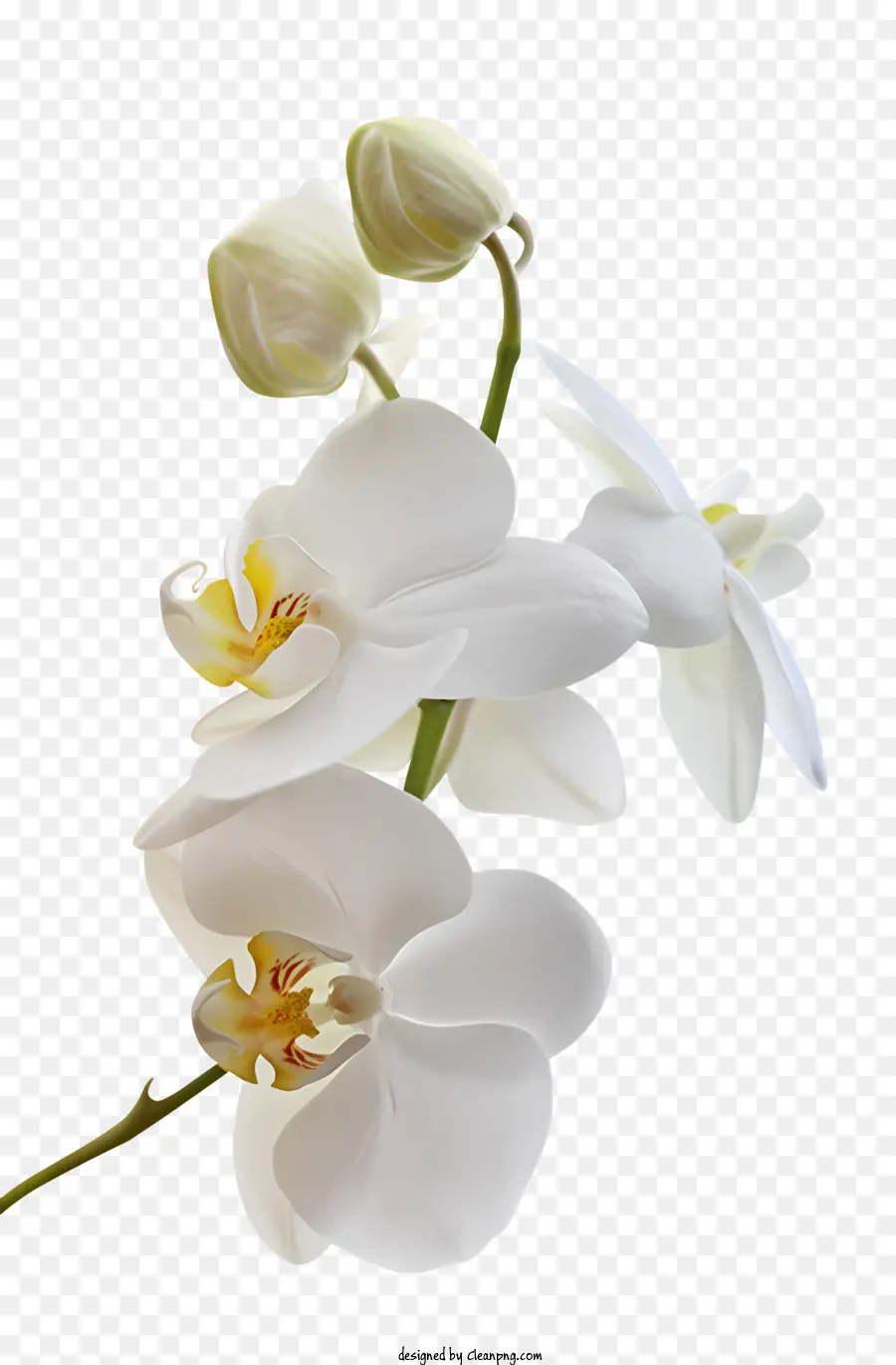 Flores，Orquídea Blanca PNG