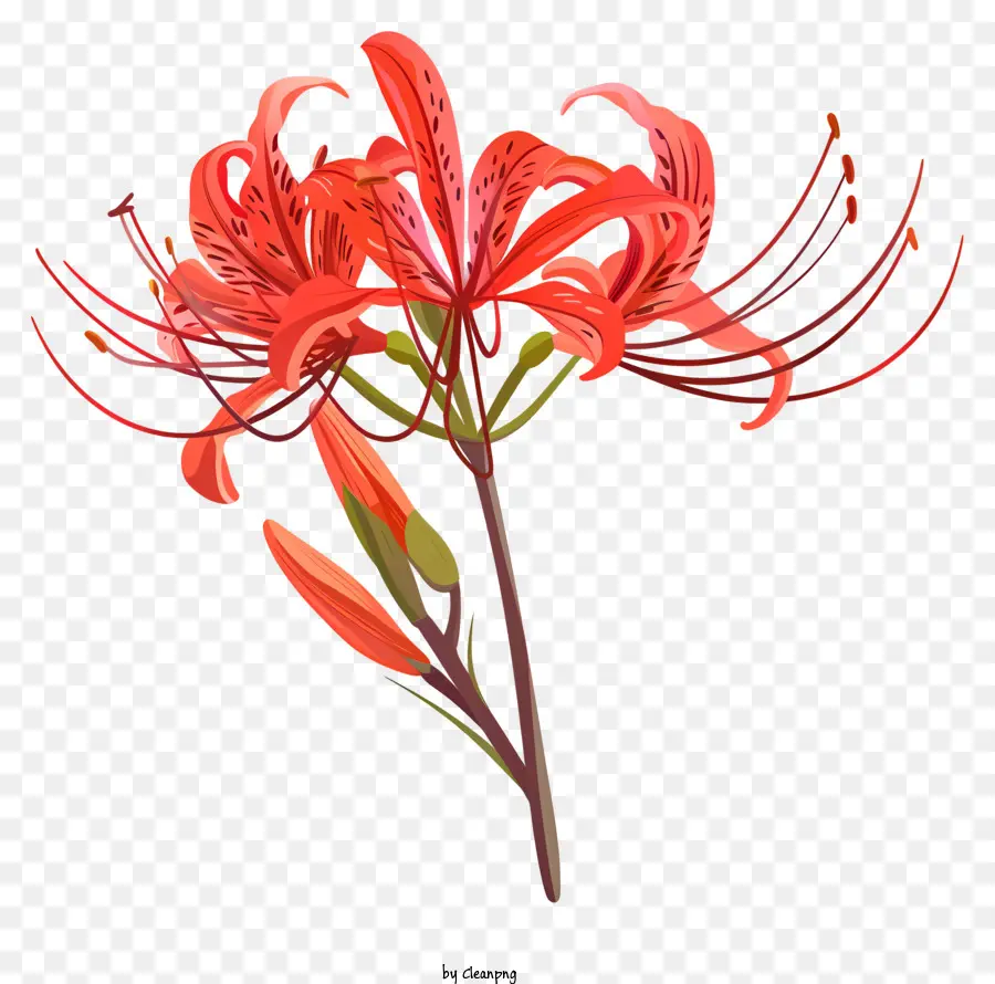 Araña Roja Lily，Flor Roja PNG