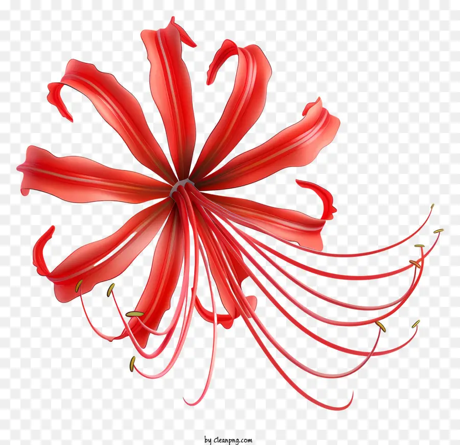 Araña Roja Lily，Flor PNG