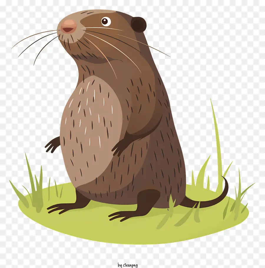 Mole Día，Oso PNG