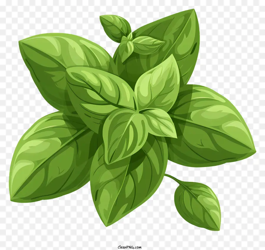 La Albahaca，Planta Verde PNG