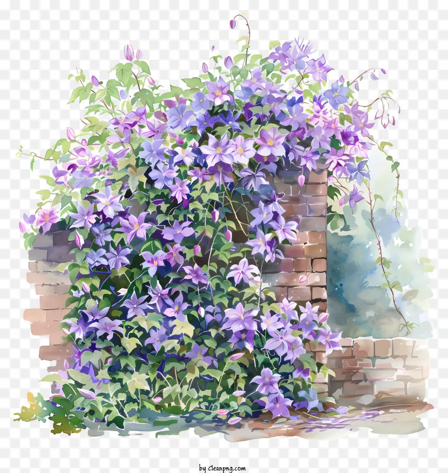 Clematis，Flor De Primavera PNG