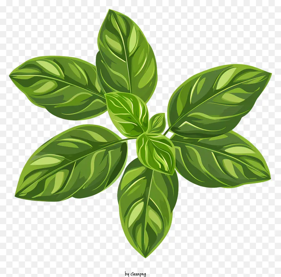 Albahaca，Hojas Verdes PNG