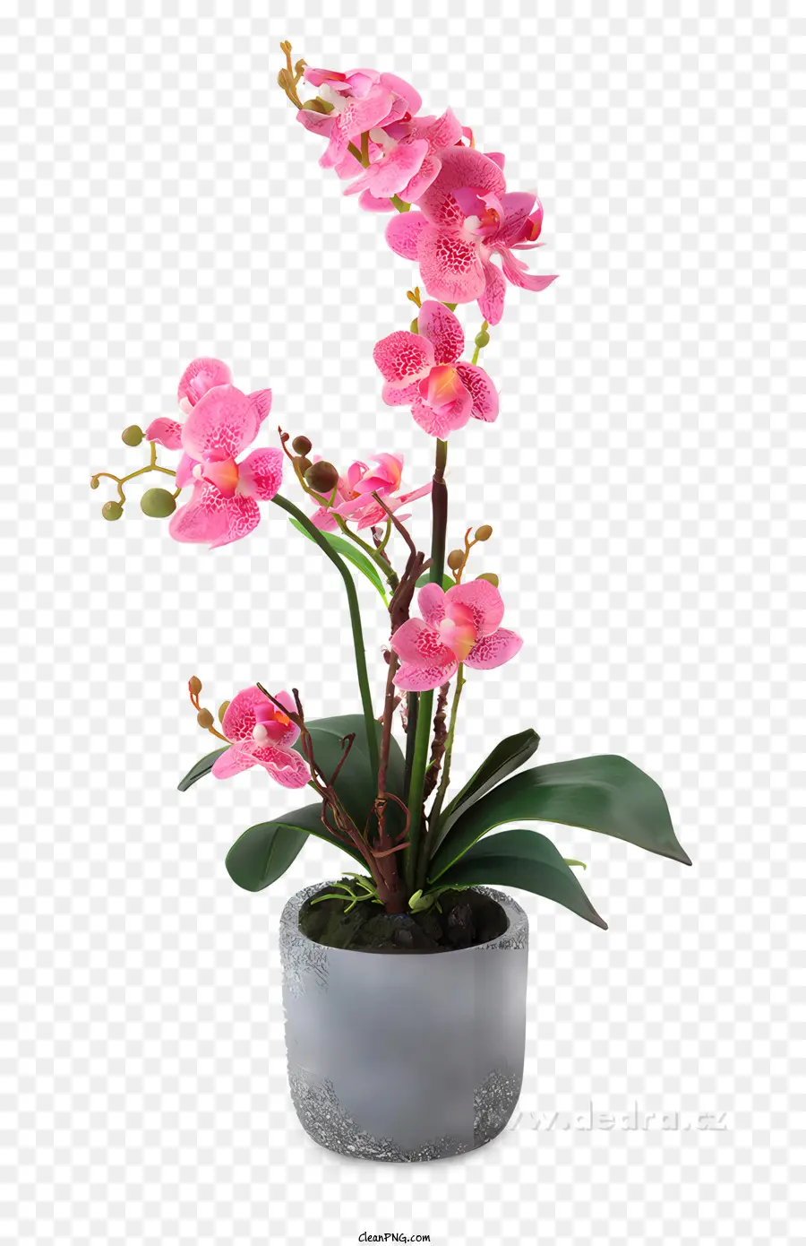 Plantas En Macetas，Orquídea Rosa PNG