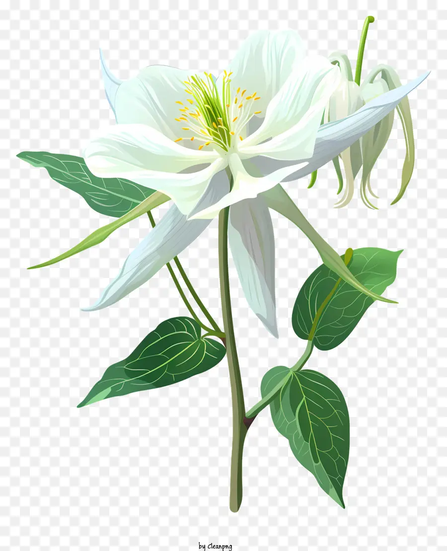 Flor De Aguileña，Flor Blanca PNG