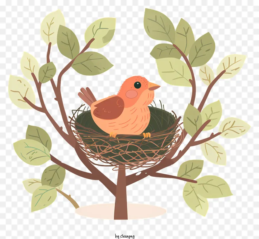 Baby Bird Que Sale Del Nido，Aves PNG