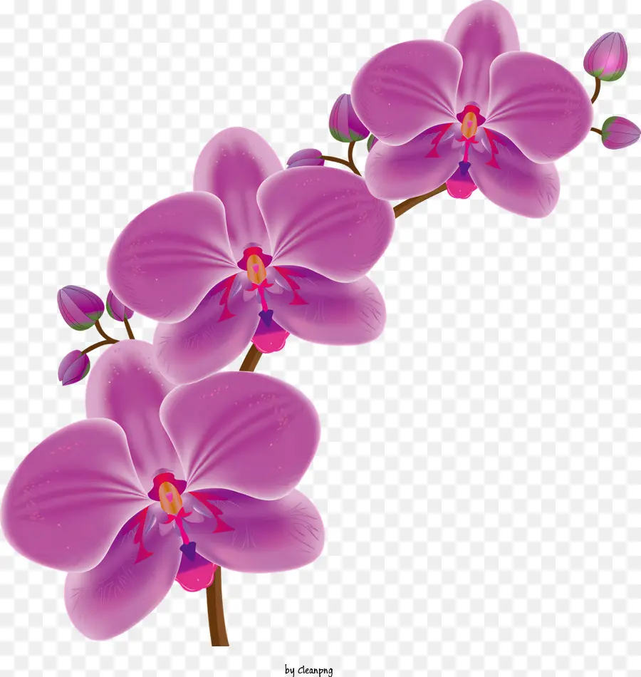 Flores，Orquídea Morada PNG