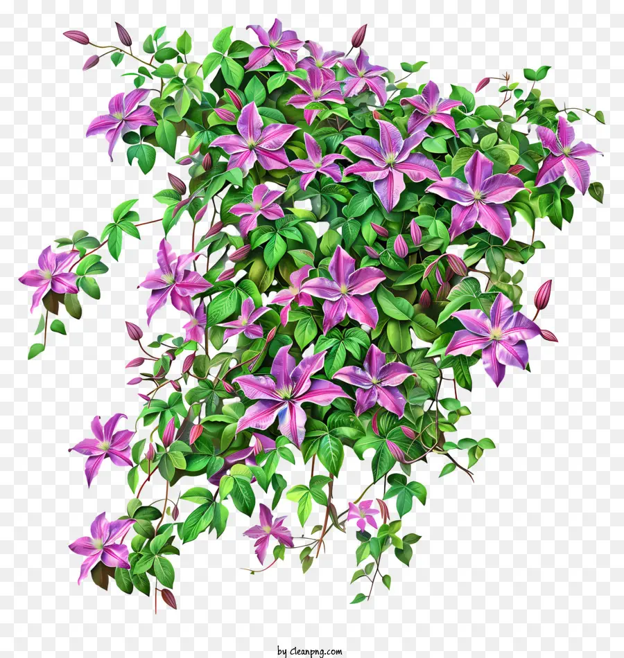 Clematis，Flor De Primavera PNG