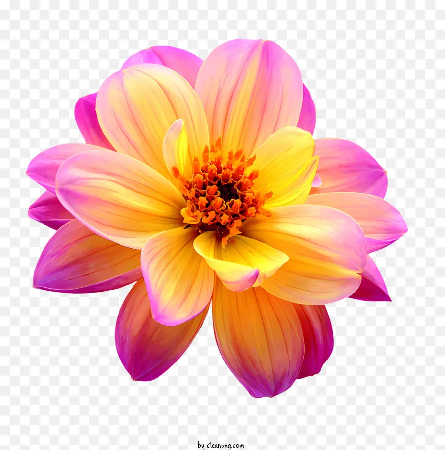 Flores，Dalia Flor PNG