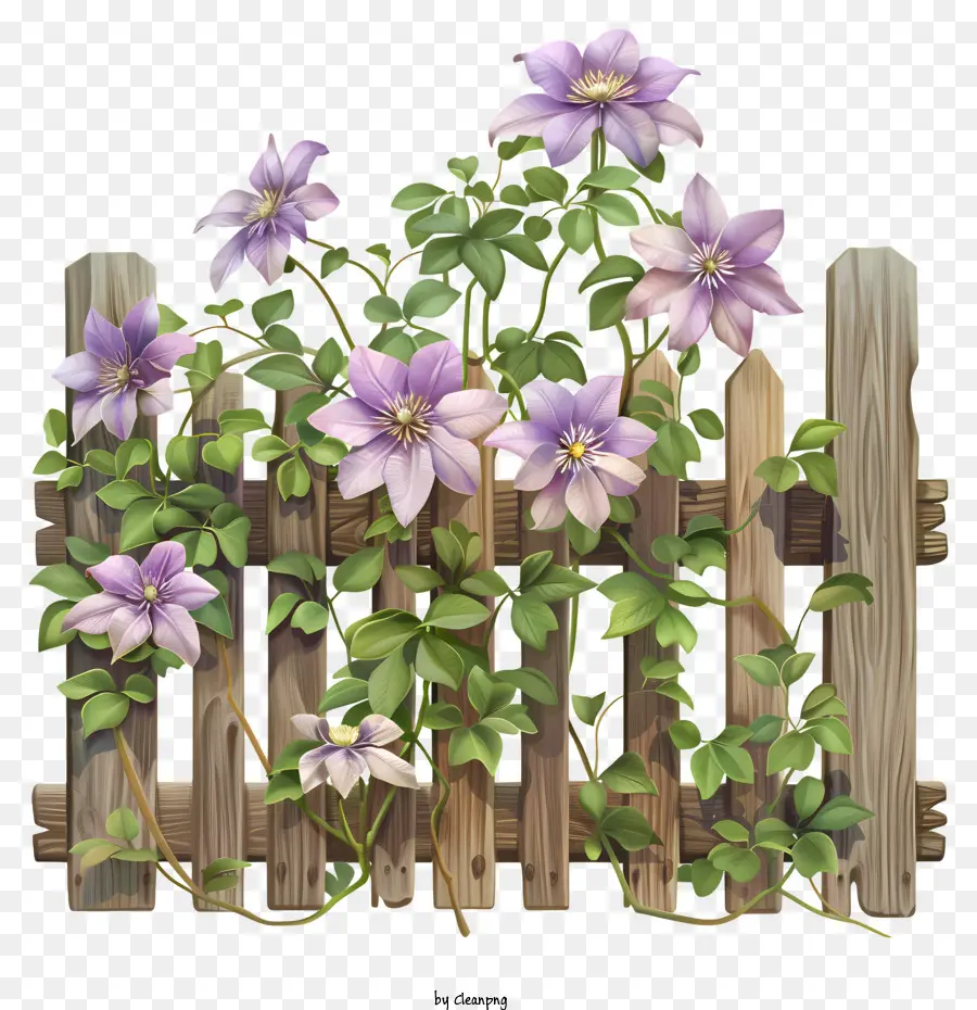 Clematis，Flor De Primavera PNG