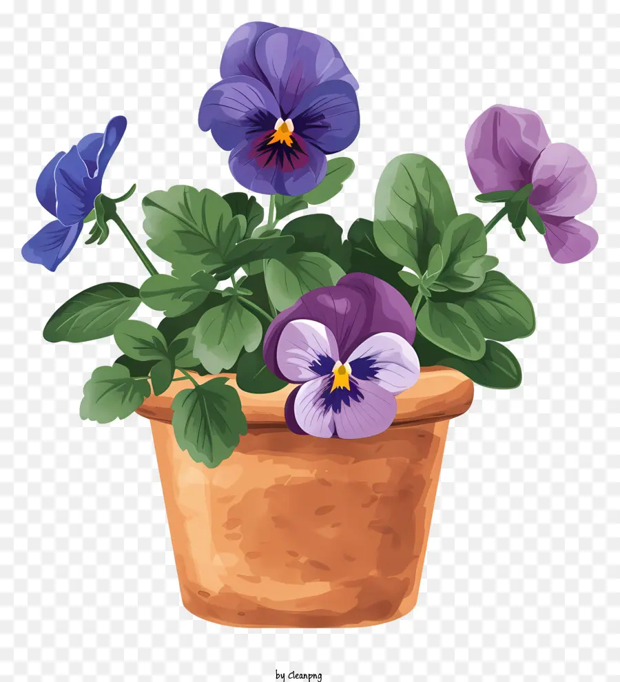 Pansy Flor，Flor De Primavera PNG