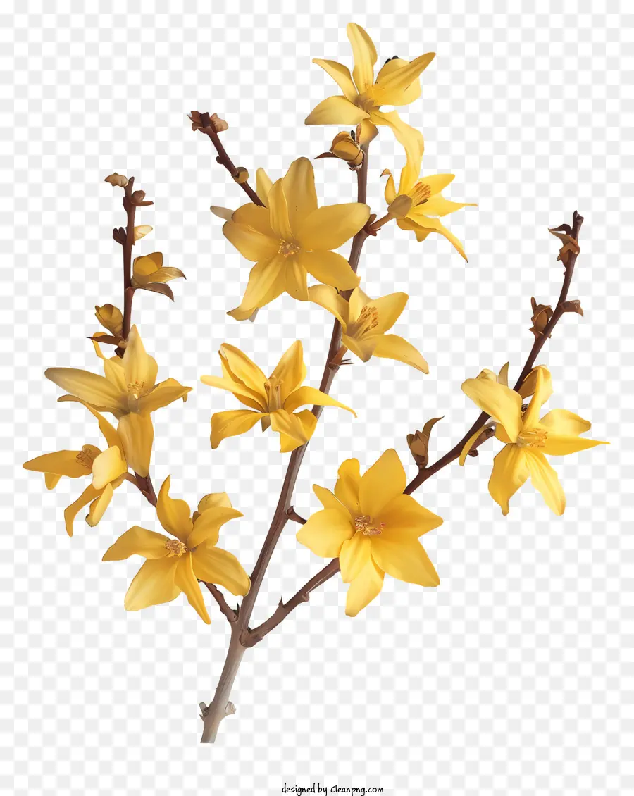 Flor De Forsythia，Flor De Primavera PNG