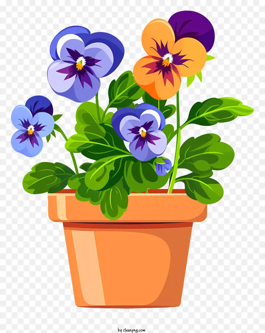 Pansy Flor，Flor De Primavera PNG