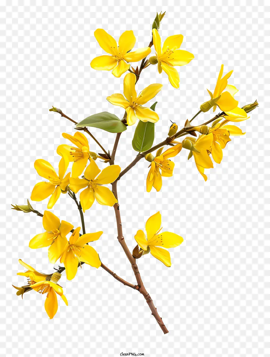 Flor De Forsythia，Flor De Primavera PNG