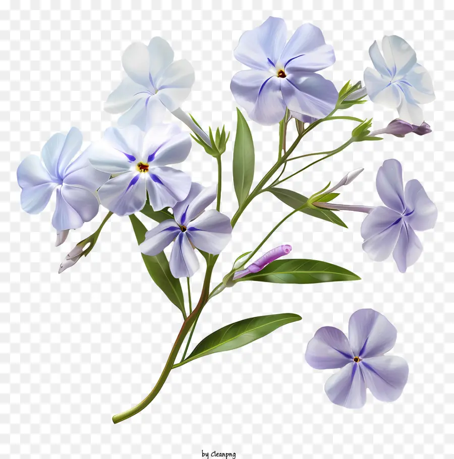 Phlox Arrastrante，Flor De Primavera PNG