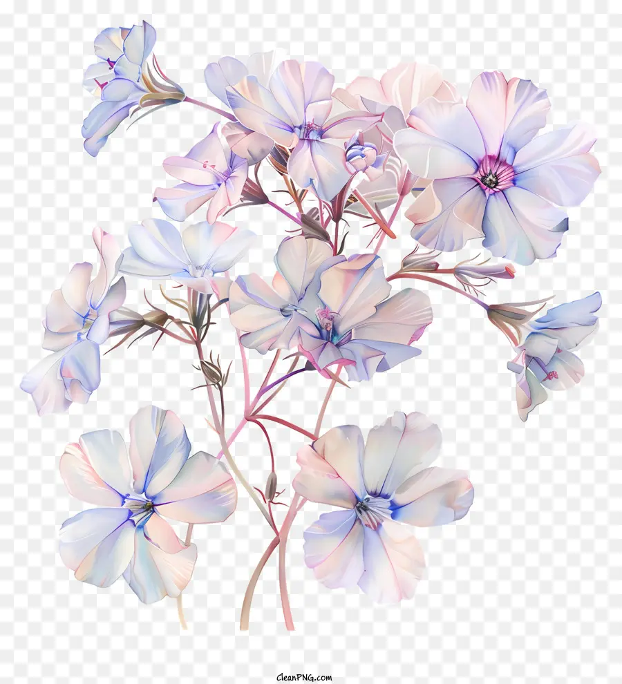 Phlox Arrastrante，Flor De Primavera PNG