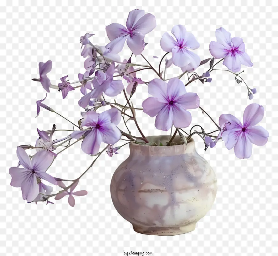 Phlox Arrastrante，Flor De Primavera PNG