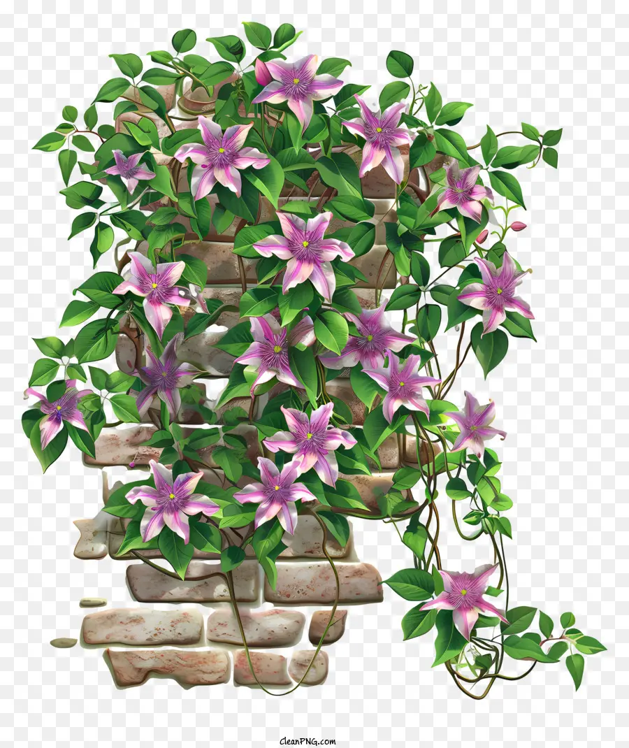 Clematis，Flor De Primavera PNG