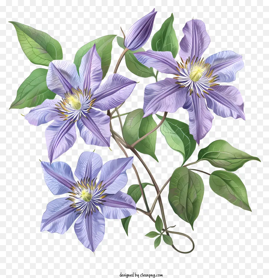 Clematis，Flor De Primavera PNG