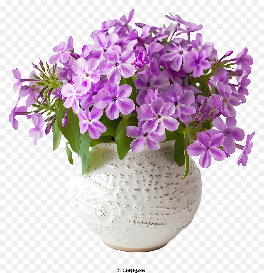 Phlox Arrastrante，Flor De Primavera PNG