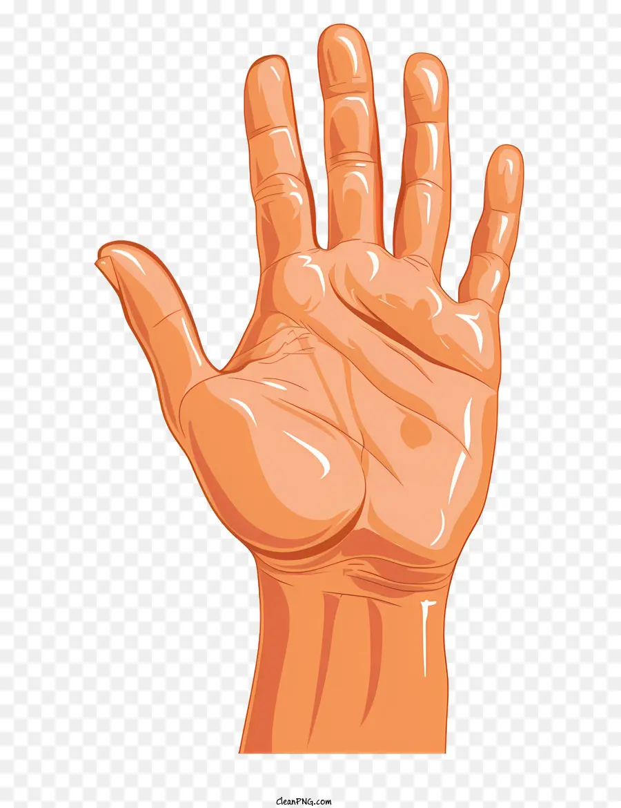 De La Mano，Anatomía De La Mano PNG