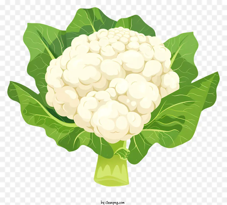 Coliflor Blanca，La Coliflor PNG