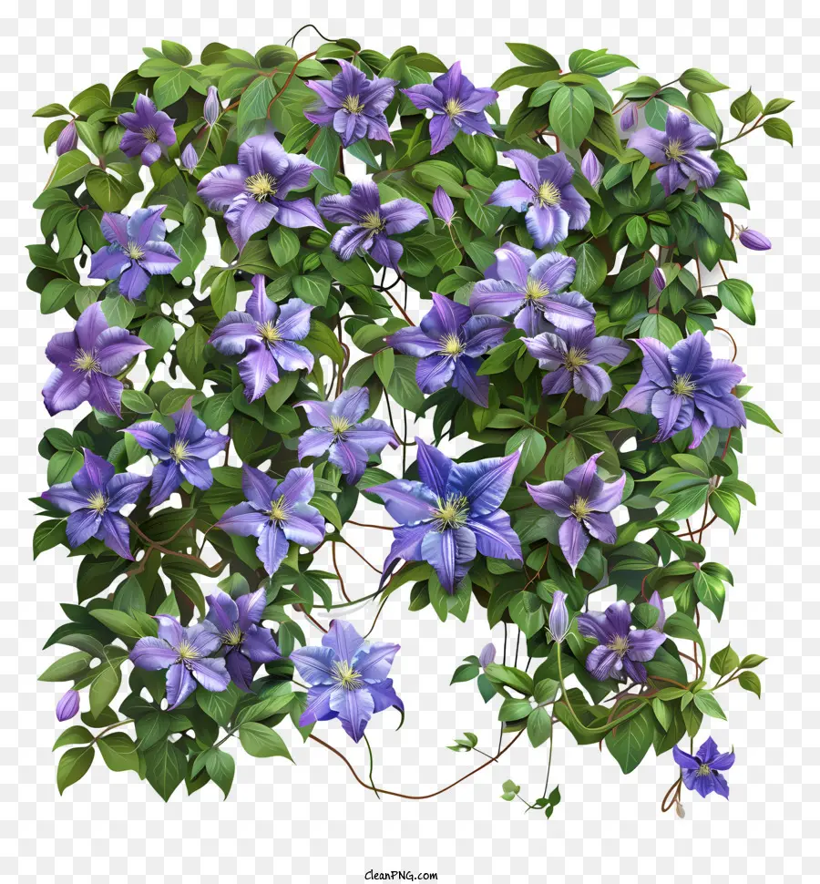 Clematis，Flor De Primavera PNG