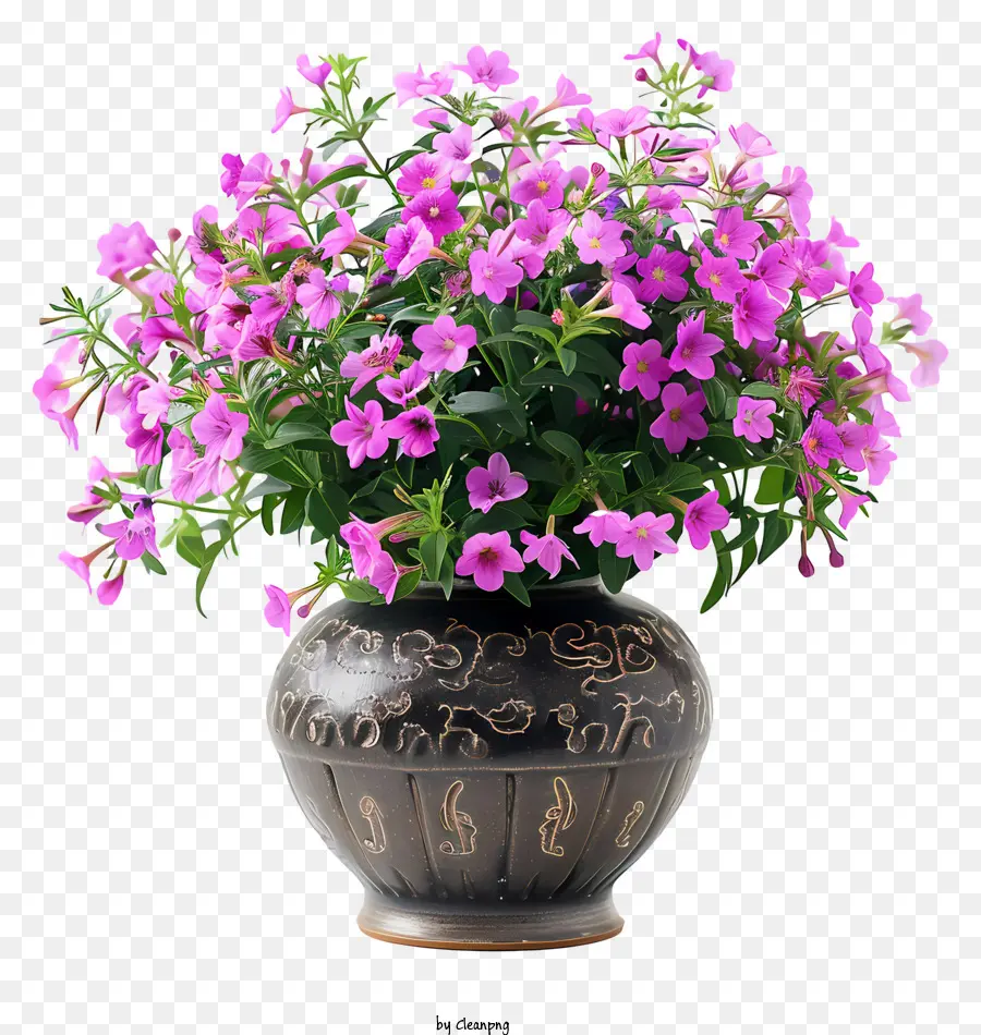 Phlox Arrastrante，Flor De Primavera PNG