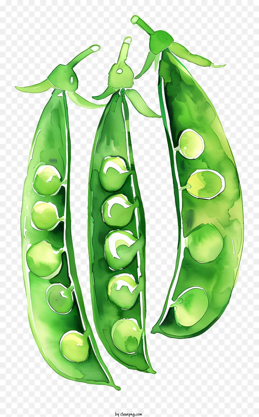 Peas，Pintura A La Acuarela PNG