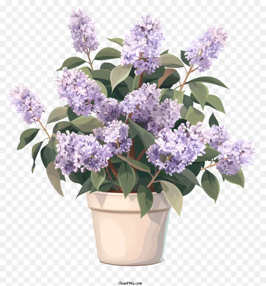 Flores Lilas En Maceta，Lilas PNG