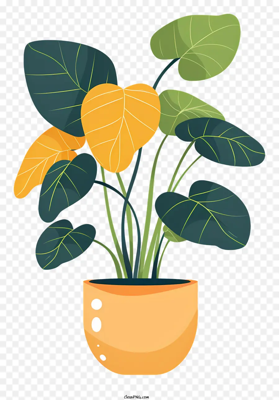 Planta De Interior，Planta En Maceta PNG