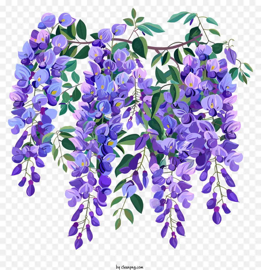 Wisteria，Planta De Glicinia PNG