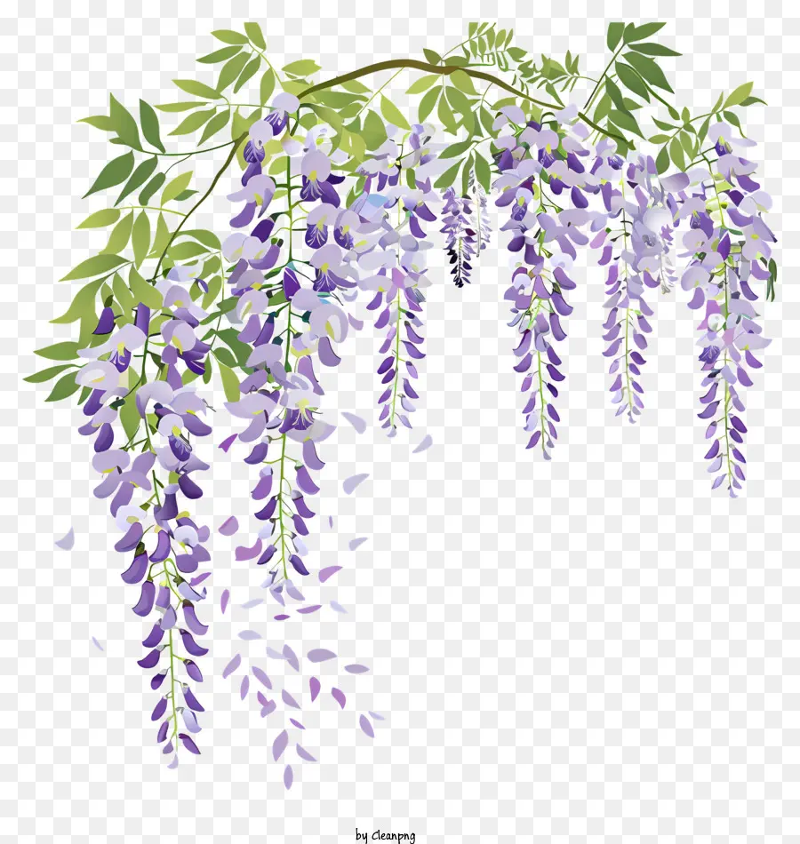 Vina De Glicinia，Flores De Color Púrpura PNG